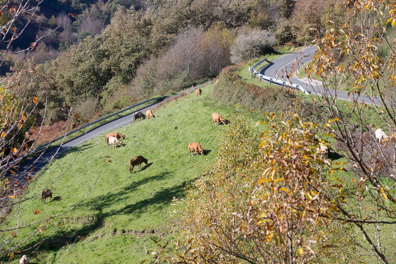 La sierra de Os Ancares es un paraje de visita obligatoria. Situada en el este de la provincia de Lugo, en la frontera con las comunidades vecinas de Castilla y León y El Principado de Asturias, se distribuye a lo largo de más de 50.000 hectáreas. Con una infinita red de senderos cruza profundos valles y asciende hasta cumbres de 2.000 metros de altura. En otoño el manto vegetal adquiere tonos rojizos. En invierno, esta zona permanece cubierta por la nieve, algo que cambia con la llegada de la primavera, cuando las aguas del deshielo fluyen desde las cumbres hasta las zonas bajas, formando numerosos riachuelos y pequeñas cascadas. 