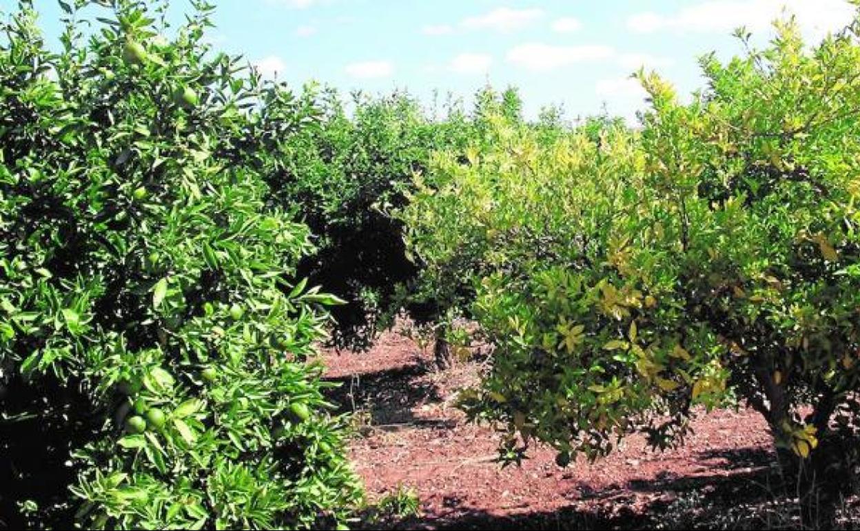 En busca de naranjos tolerantes a la temible enfermedad del 'Greening'