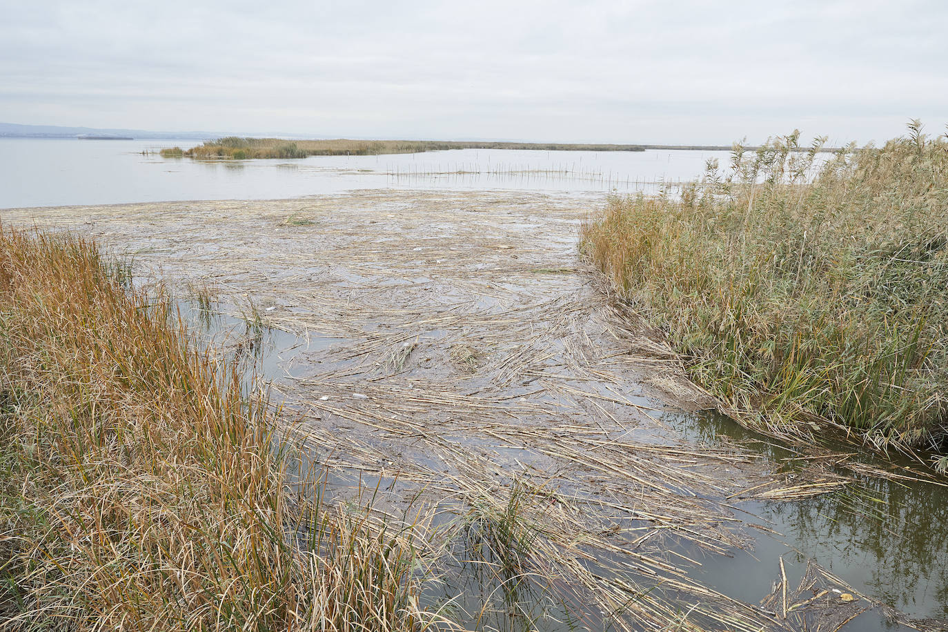 La Comunidad de El Palmar exige la retirada de residuos en el lago y alerta de mortandad en varios puestos de peces por la falta de oxígeno