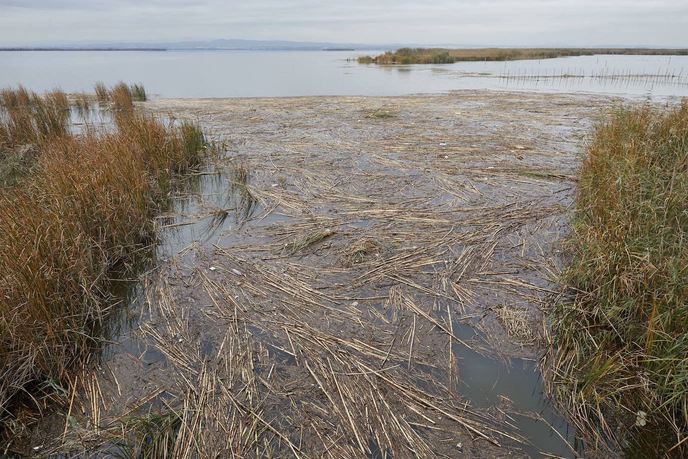 La Comunidad de El Palmar exige la retirada de residuos en el lago y alerta de mortandad en varios puestos de peces por la falta de oxígeno