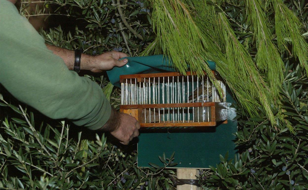 Jaula trampa de reclamo para atraer tordos, como la utilizada por el investigado. 