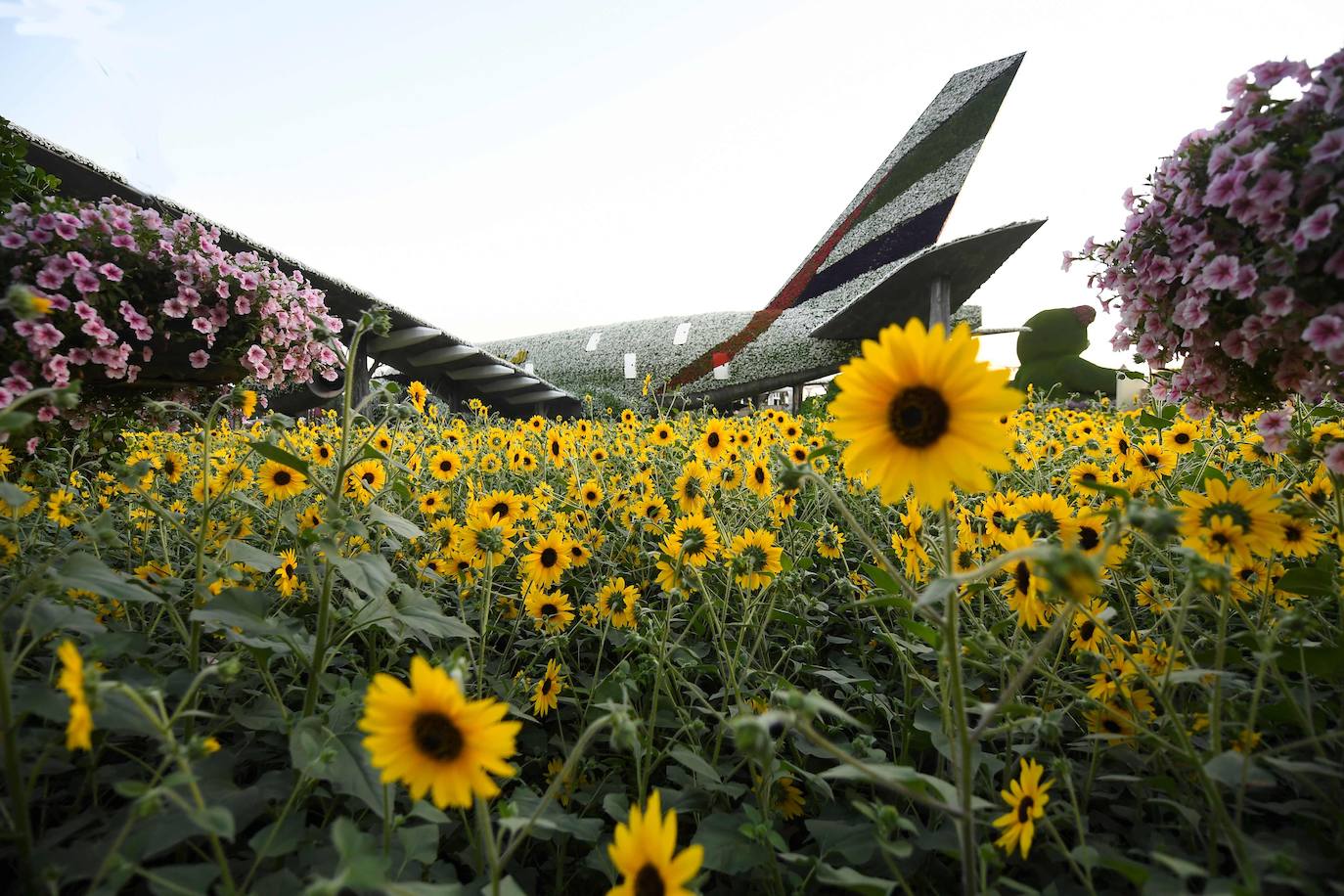 Flores gigantes y arreglos de plantas, algunos con personajes populares de Disney como Mickey Mouse y el pato Donald, dan la bienvenida a los visitantes al Dubai Miracle Garden, el jardín de flores más grande del mundo.