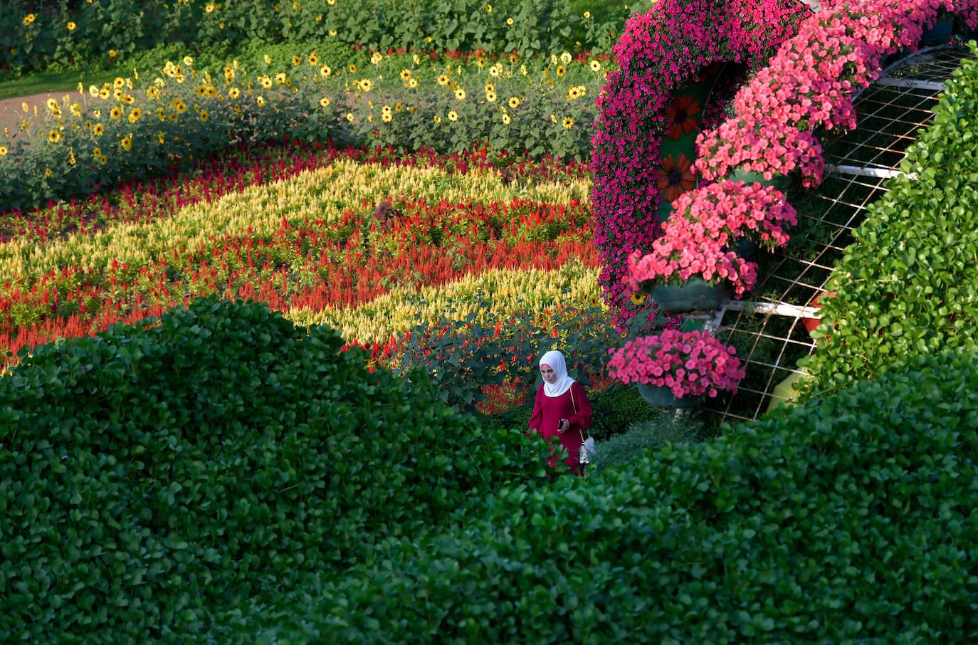 Flores gigantes y arreglos de plantas, algunos con personajes populares de Disney como Mickey Mouse y el pato Donald, dan la bienvenida a los visitantes al Dubai Miracle Garden, el jardín de flores más grande del mundo.