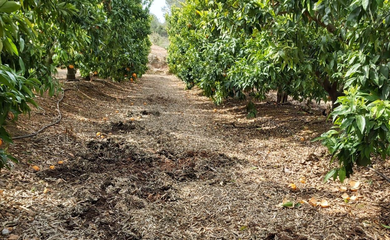 Daños generados por jabalíes en una parcela de cultivo. 