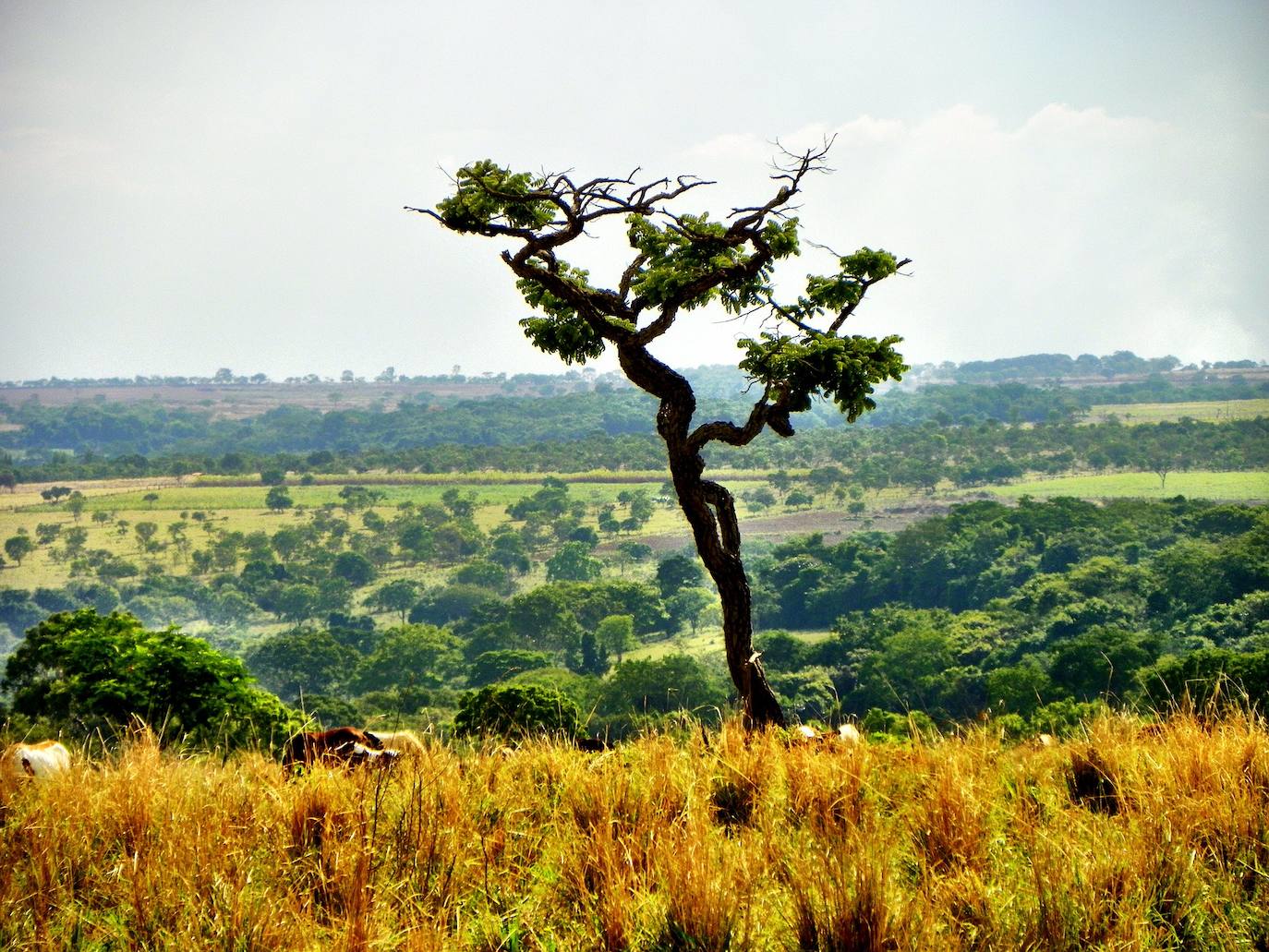 12. Ecorregión del Cerrado (Brasil)