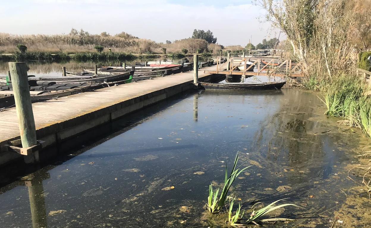 La pudrición de la paja del arroz afecta al Port de Catarroja | Las  Provincias