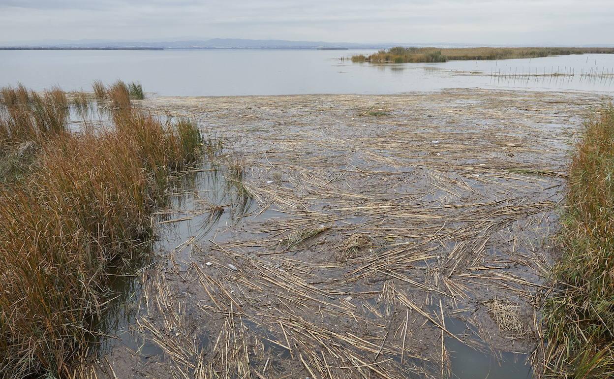 Uno de los canales de la Albufera repleto de cañas y otros residuos arrastrados el pasado día 6. 