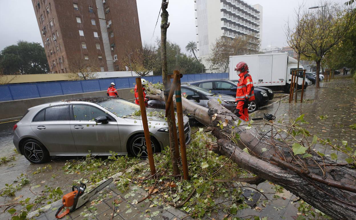 Los bomberos trabajan en la retirada de un árbol caído en Valencia. 