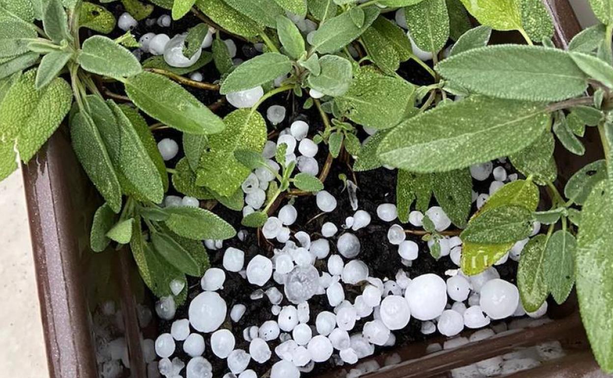 Granizo en una jardinera de Valencia