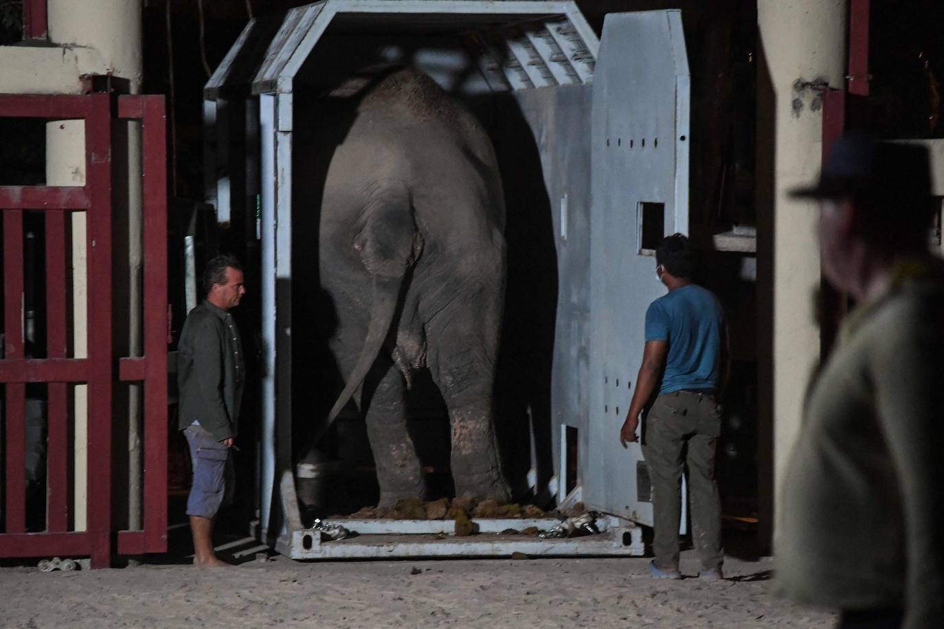 Tras años de maltrato en un zoo de Pakistán, el elefante «más solitario del mundo», llegó a Camboya el lunes, donde fue recibido por la superestrella estadounidense Cher, que lo acompañará a un santuario que alberga a otros paquidermos.