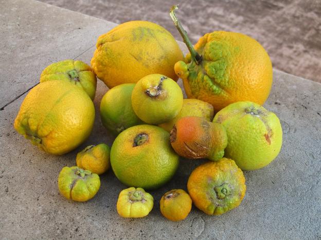 Naranjas de un árbol deformadas por 'cotonet' y cogidas ahora. v. ll.