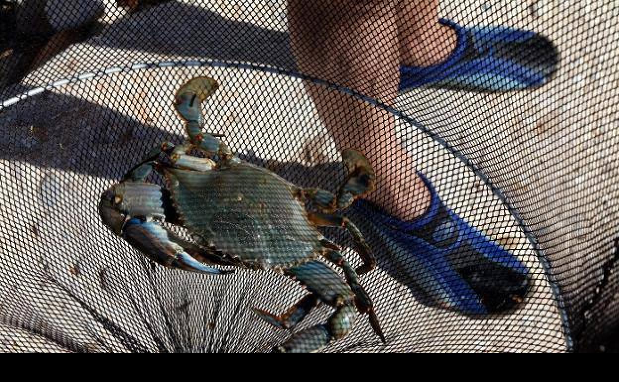 Uno de los ejemplares de cangrejo azul pescado en la costa de Dénia.