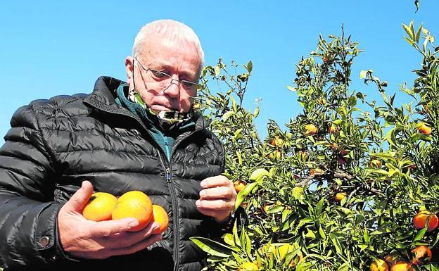 Paco Sevilla lleva 52 años trabajando para llenar decenas de cajones de naranja. 