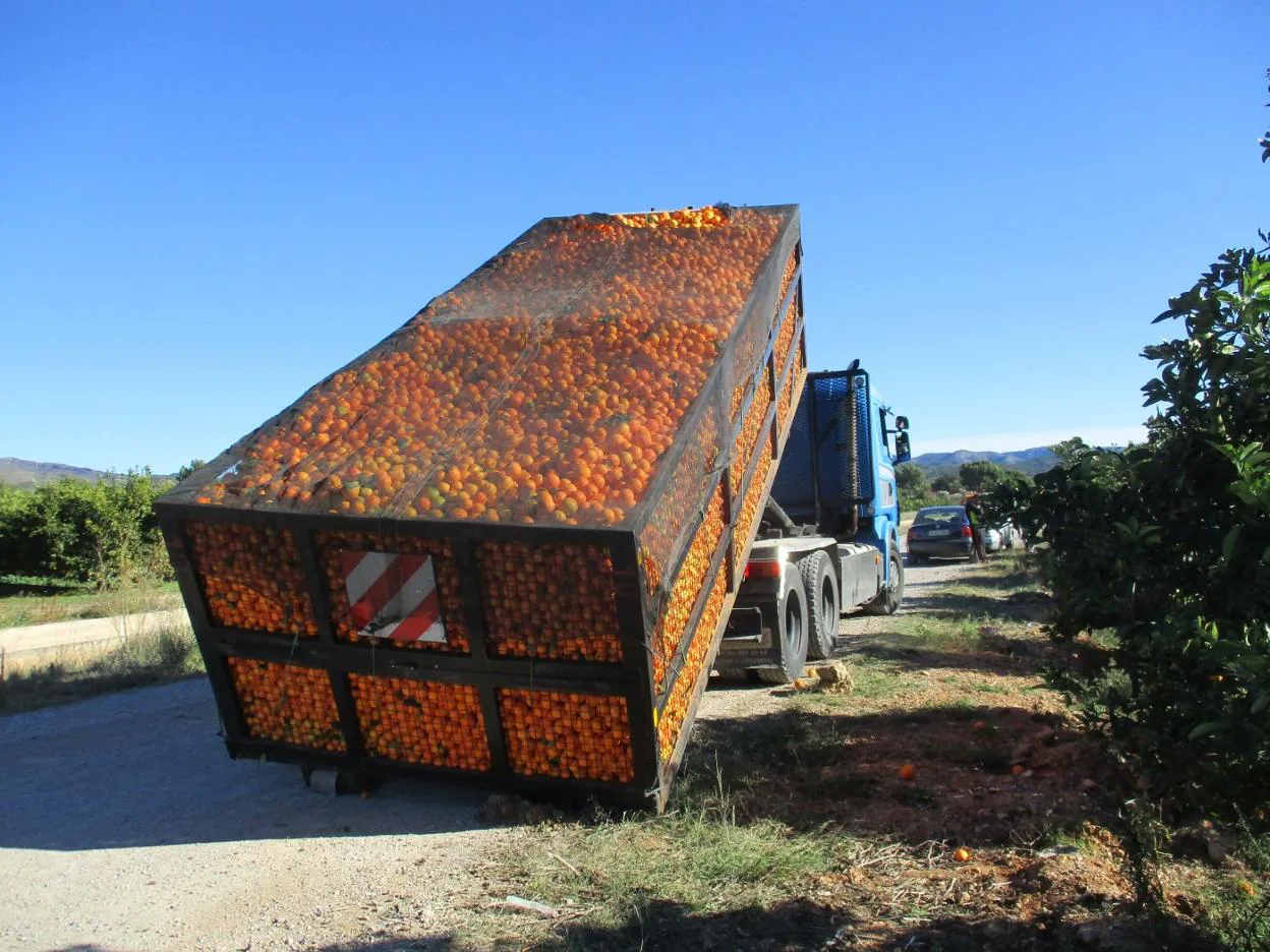 Un camión carga un contenedor repleto de naranjas recién cogidas para llevarlas a una industria de zumos. V. LLADRÓ