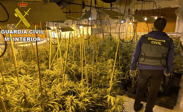 Un hombre detenido por cultivar más de 1.200 plantas de marihuana en una casa rural de Requena