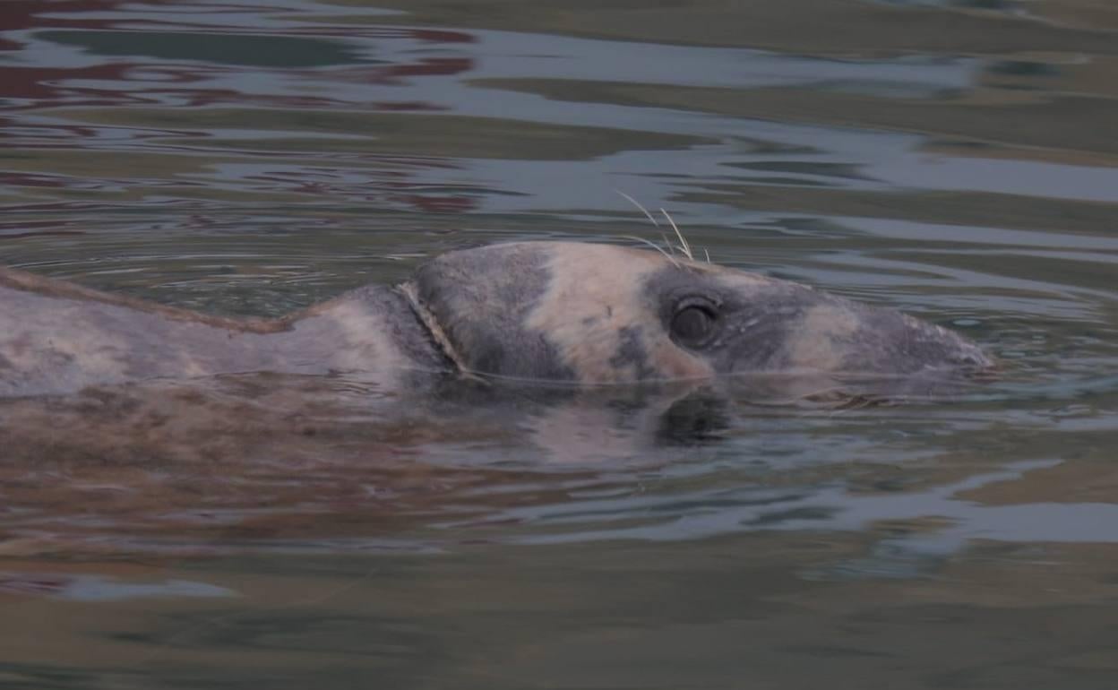 La foca gris, con una herida en el cuello, en aguas de Altea. 