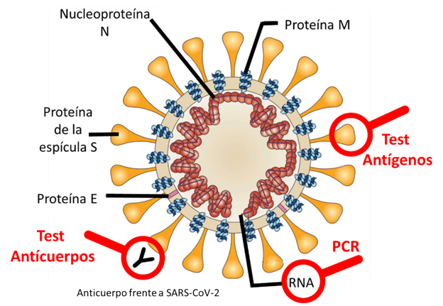 Esquema del coronavirus y las diferentes partes que pueden ser detectadas mediante PCR o Test de antígenos. Los anticuerpos que generamos en respuesta a la infección pueden ser detectados mediante Test de anticuerpos.