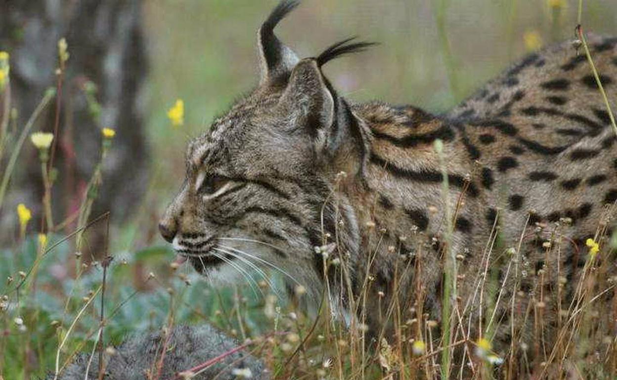 Un ejemplar de lince ibérico. 