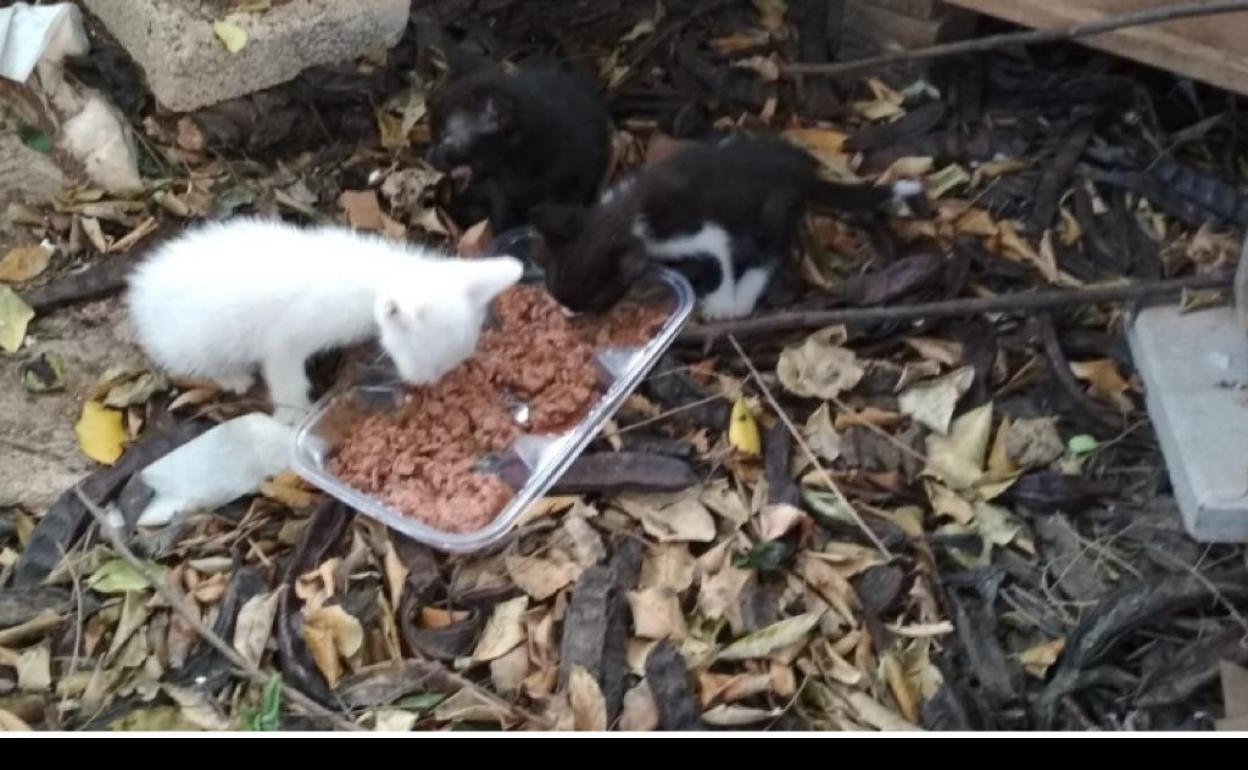 Una de las colonias de gatos de la que se encargaban las voluntarias de la asociación. 