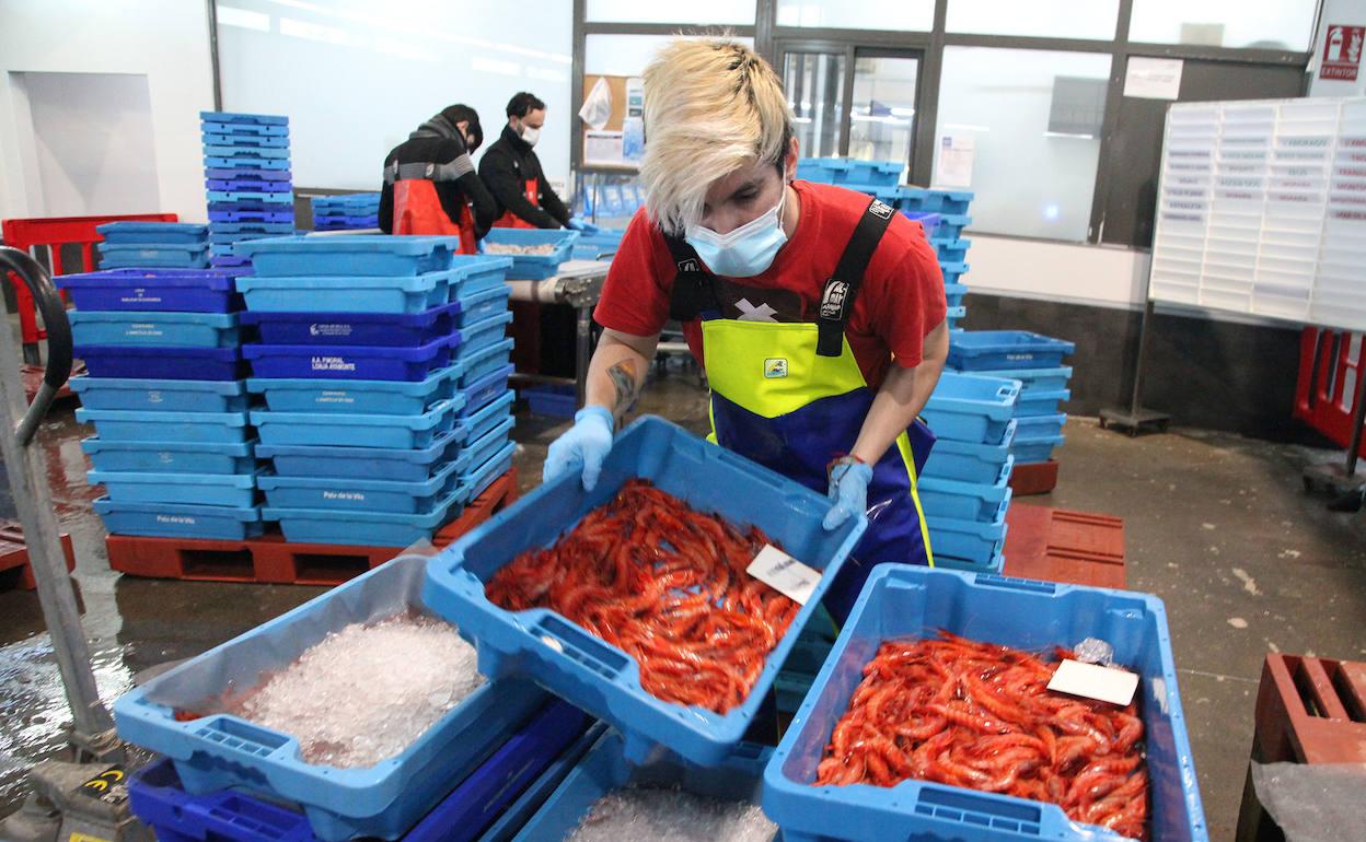 La gamba roja ronda los 200 euros en unos días flojos de capturas