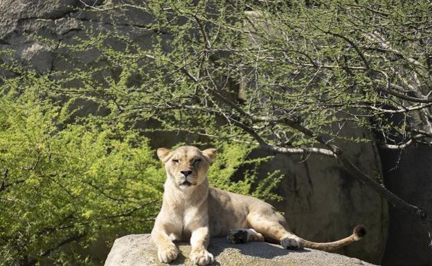 Recorre la pequeña Sabana Africana en el Bioparc.