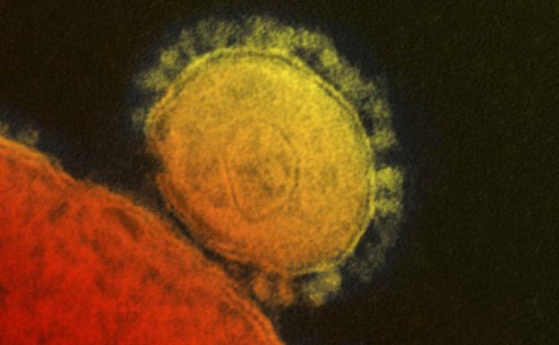 ¿Cuántas cepas y variantes hay del coronavirus?