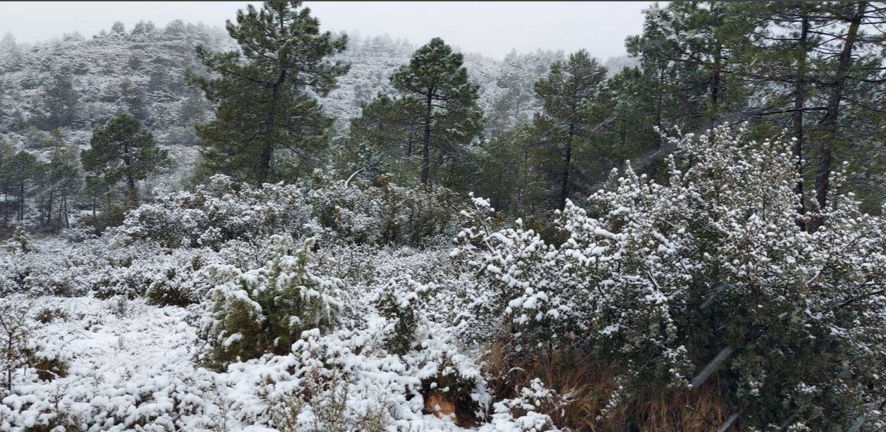 Valle de Ayora: El primer temporal del invierno entra en la Comunitat cubriendo de blanco buena parte del interior de las provincias de Castellón, Valencia y Alicante. Aemet ha aumentado el aviso naranja previsto ya que los acumulados podrían ser considerables, de hasta quince centímetros. La borrasca no abandonará el territorio regional hasta el próximo sábado.