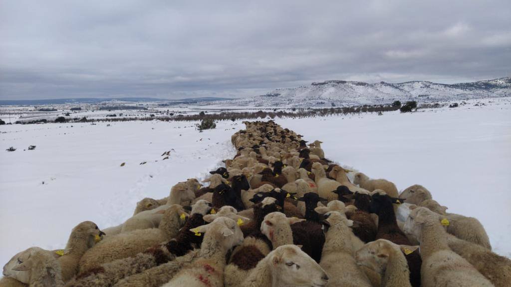 La borrasca 'Filomena' sigue descargando con fuerza sobre la Comunitat Valenciana este domingo. Nieve, hielo y lluvia en una jornada en la que los servicios de emergencia trabajan para minimizar los daños causados por el temporal