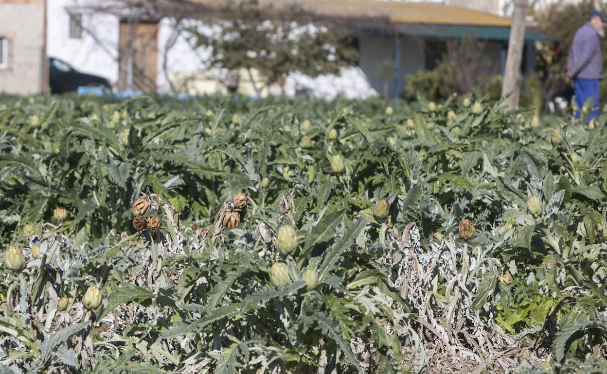 Campos de alcachofas en la zona norte de Valencia congelados por culpa del temporal. 