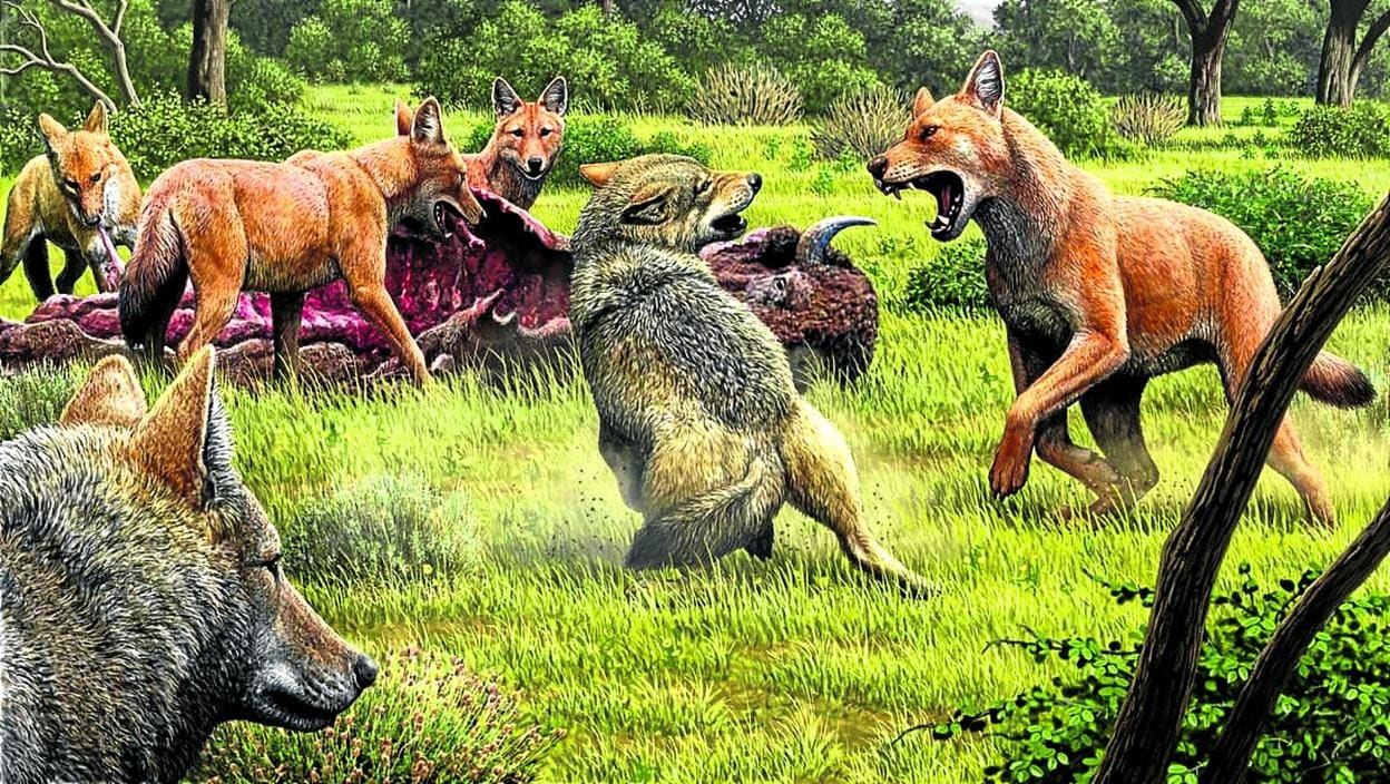 Lobos grises contra 'Canis dirus' en una ilustración basada en hace 15.000 años. 