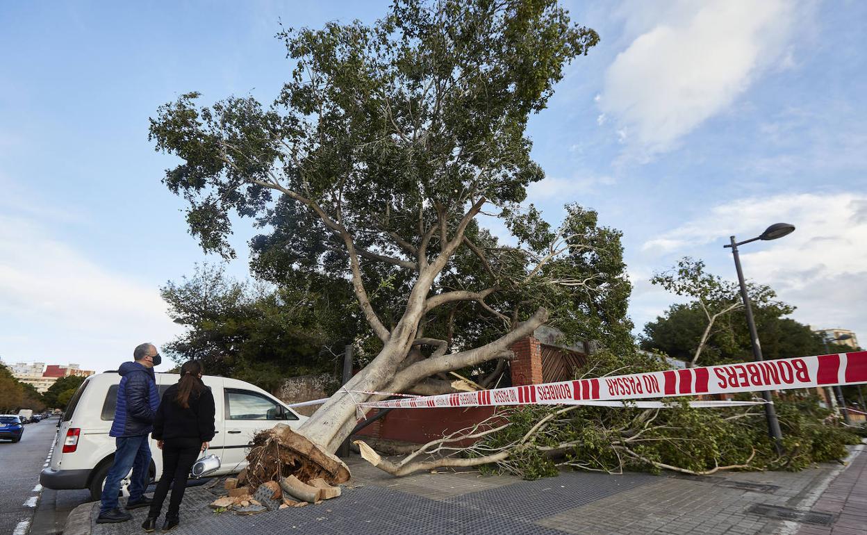 Un árbol se desploma sobre el muro de una escuela infantil de Valencia durante la borrasca 'Hortensia'. 