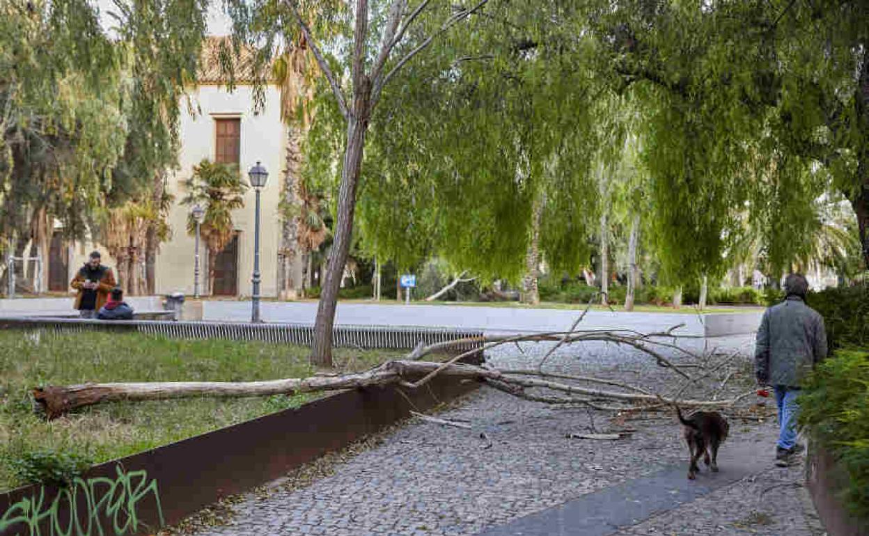 Efectos del viento en Valencia.