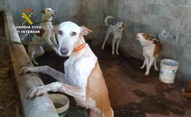 La Guardia Civil desmantela una organización que robaba y vendía perros de caza