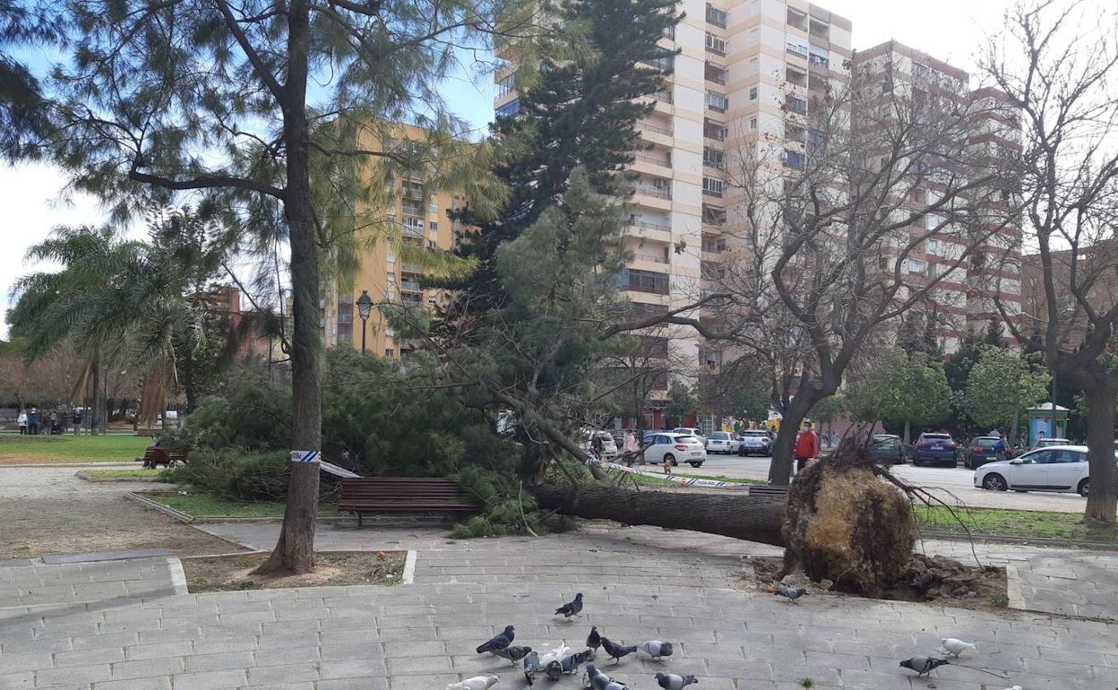 Un árbol tumbado por el viento en la avenida Blasco Ibáñez de Valencia. 