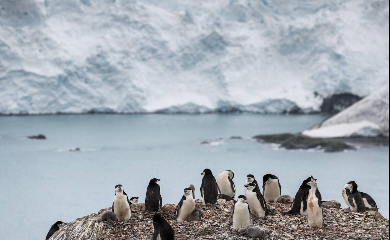 Población de pingüinos en la Antártida, donde se ha encontrado jarosita.