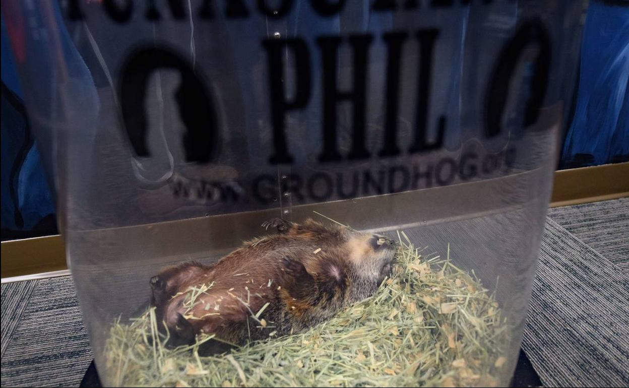 Qué es el Día de la Marmota y qué relación tiene con el Día de la Candelaria en España