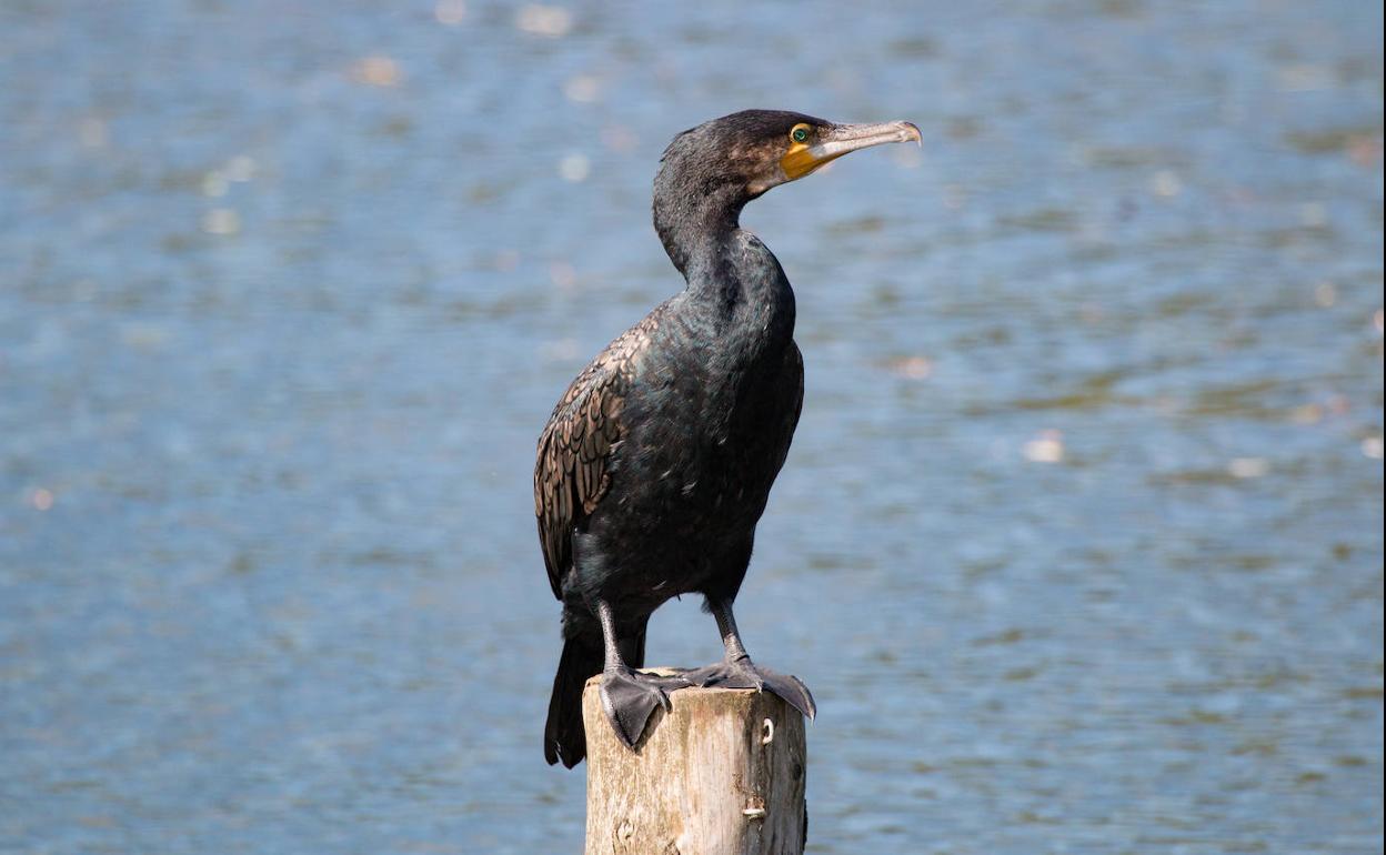 Un cormorán común