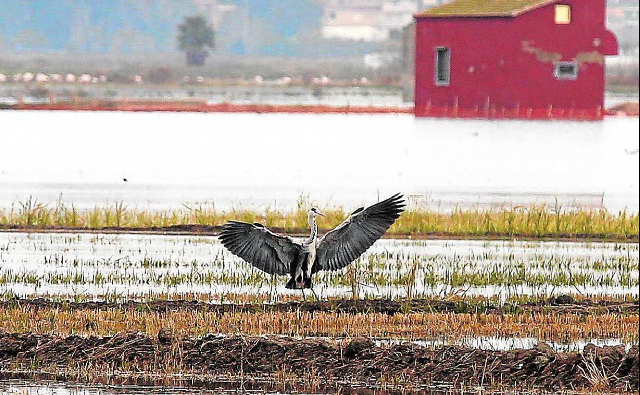 Un ave se posa en un campo de arroz. 