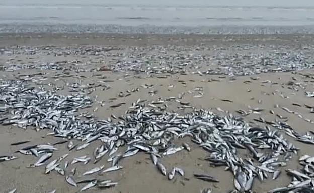 La misteriosa muerte de miles de peces en una playa de Chile