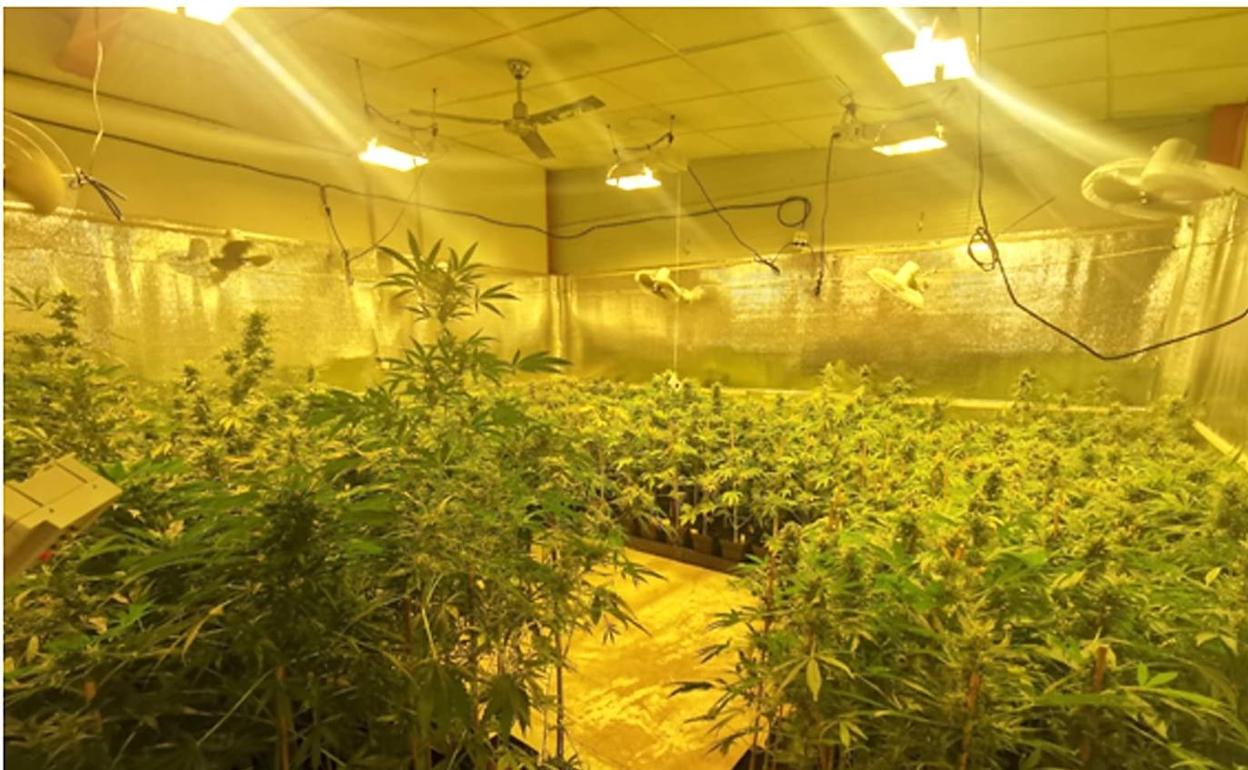 La plantación de marihuana localizada en un polígono industrial de Alaquàs. 