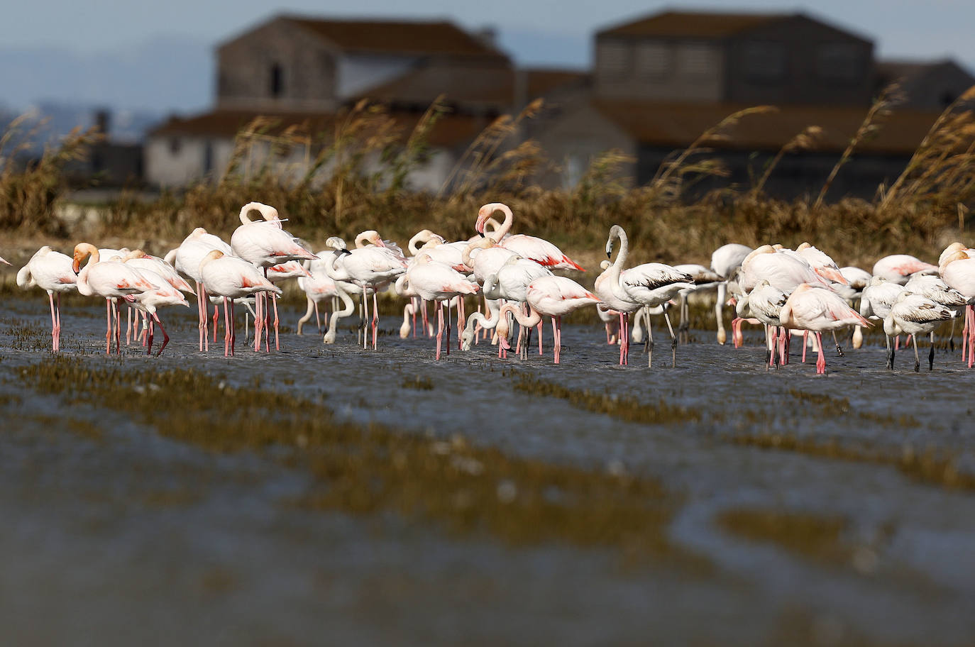 Fotos: La Albufera de Valencia brilla con luz propia