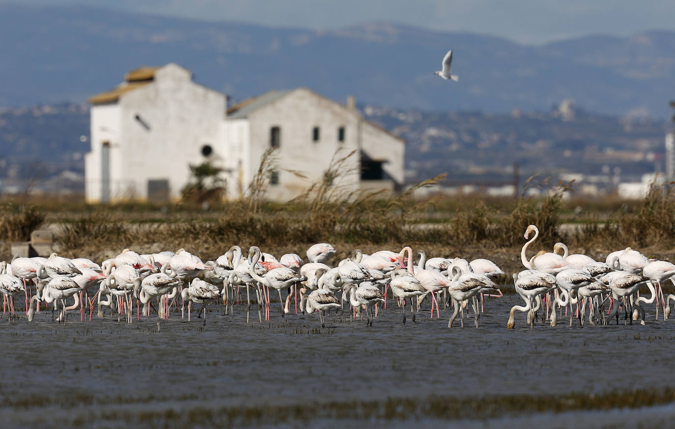 Fotos: La Albufera de Valencia brilla con luz propia