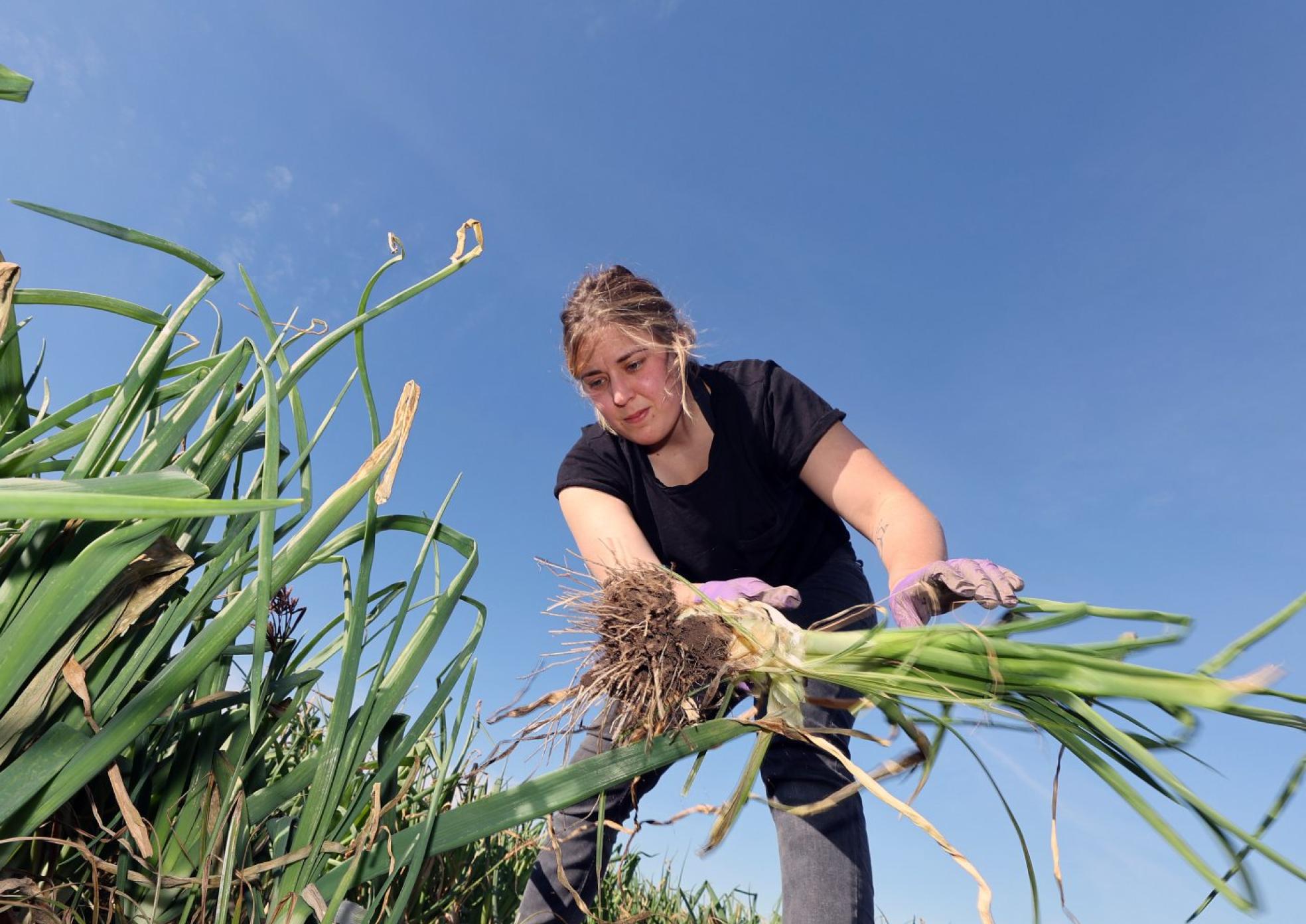 Marina Gimeno trabajando en la huerta de su abuelo Lluís, en Alboraya.