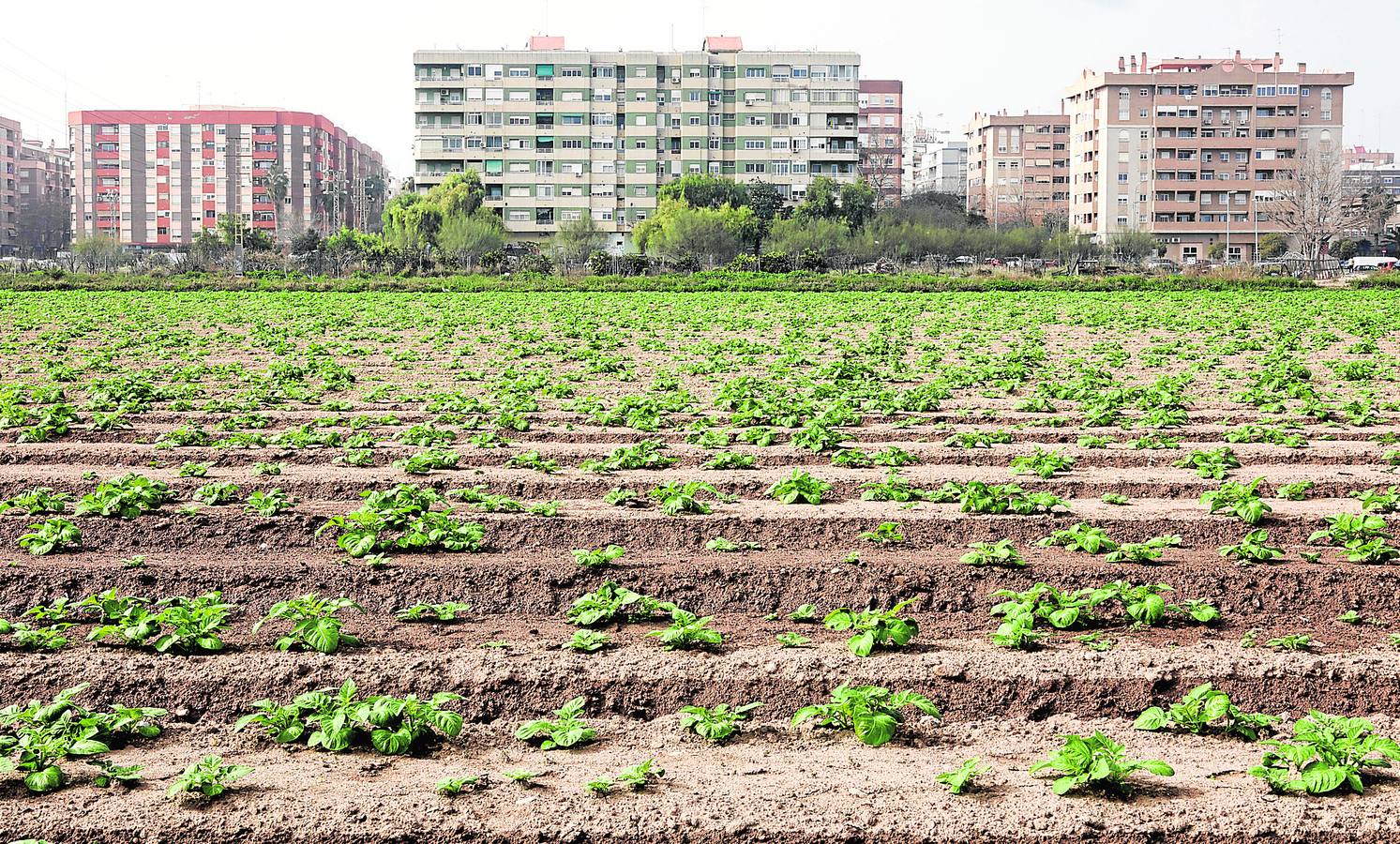 Tierras de huerta cultivadas por los propios vecinos en el barrio de Benimaclet de Valencia. 