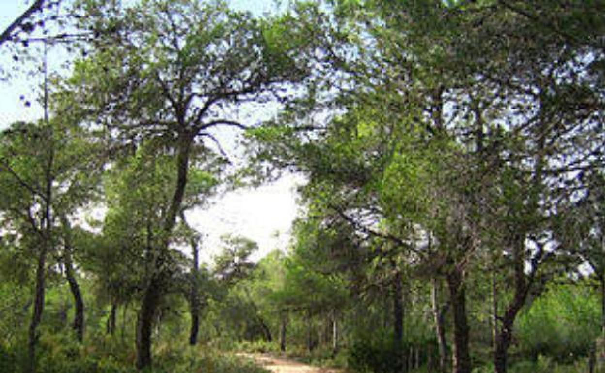 La zona forestal de La Vallesa de Paterna. 