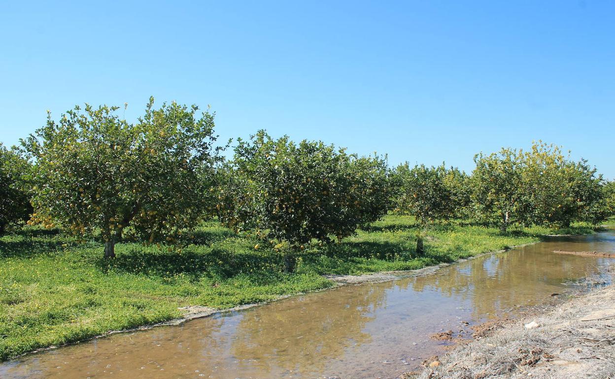 Los agricultores califican la lluvia del fin de semana como «oro caído del cielo». 