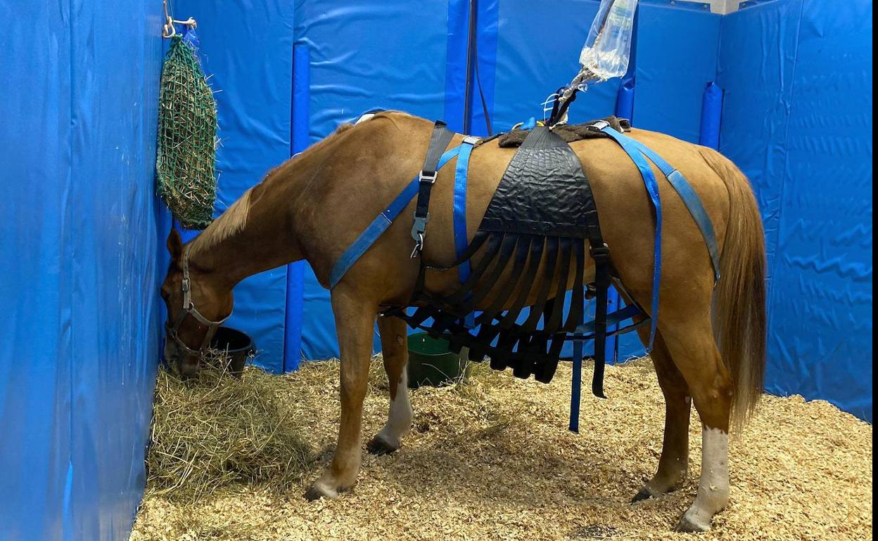 Un caballo, recuperándose en el hospital veterinario