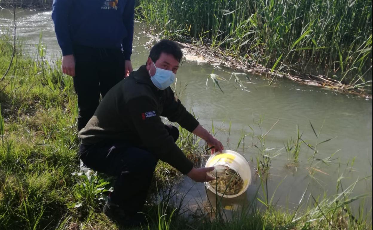 Anguilas en el río Sellent a su paso por Càrcer. 