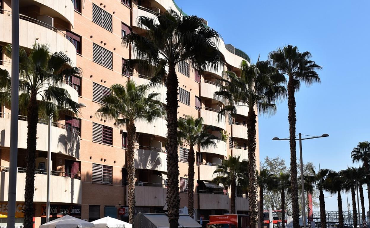 Palmeras que serán podadas en la Avenida Ausiàs March de Xàtiva. 