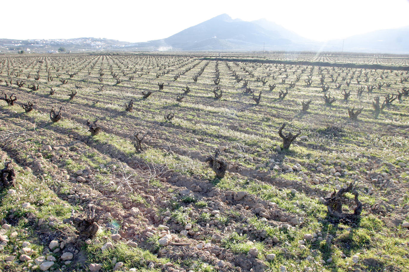 Los términos de Moixent, La Font de la Figuera y Fontanars dels Alforins aglutinan una distinguida concentración de masías históricas y campos de vid, cereal, almendros, olivos y frutales que forman un mosaico sin parangón y se intercalan con núcleos de pinada y serpenteantes caminos que se adentran entre parcelas, ribeteados de cipreses. Este rincón valenciano, conocido como les Terres dels Aforins y que guarda en su centro el valle de Les Alcusses, está repleto de belleza y encantos, que le hicieron merecer hace tiempo el sobrenombre de la 'Toscana valenciana'.